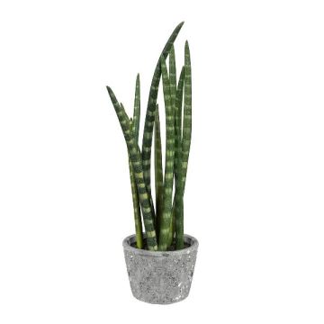 Dekorativní sukulent Sanseveria cylindrica FRINKAN v cementovém květináči, zelenožlutý, 45cm Dekorativní sukulent Sanseveria cylindrica FRINKAN v cementovém květináči, zelenožlutý, 45cm