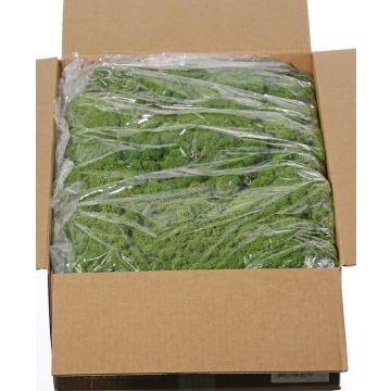 Pravý islandský mech SVEINBJÖRN, zelený, 5kg Pravý islandský mech SVEINBJÖRN, zelený, 5kg