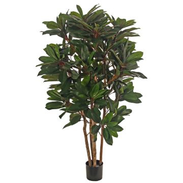 Pravá Schefflera ZULEIKA, pravé stonky, zelená, 120cm Pravá Schefflera ZULEIKA, pravé stonky, zelená, 120cm
