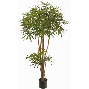 Dekorativní stromek arálie prstové KHIRIA, skutečné stonky, zelený, 150cm Dekorativní stromek arálie prstové KHIRIA, skutečné stonky, zelený, 150cm