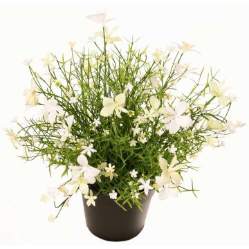 Dekorativní květina GISINDA v dekorativním květináči, bílo-zelená, 25cm Dekorativní květina GISINDA v dekorativním květináči, bílo-zelená, 25cm