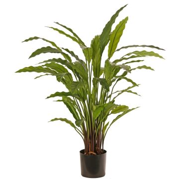 Dekorativní rostlina Calathea Rufibarba LEINANI, zelená, 80cm Dekorativní rostlina Calathea Rufibarba LEINANI, zelená, 80cm