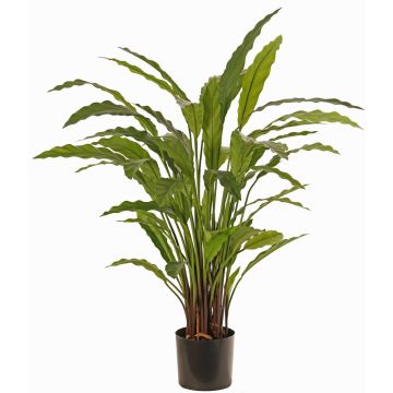 Dekorativní rostlina Calathea Rufibarba LEINANI, zelená, 80cm Dekorativní rostlina Calathea Rufibarba LEINANI, zelená, 80cm