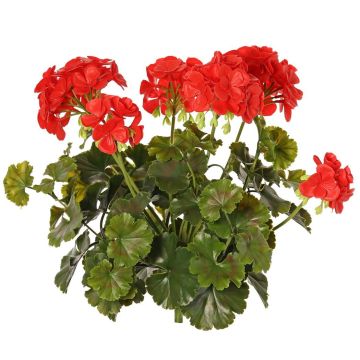 Dekorativní pelargonie MALINA na tyči, Crossdoor, červená, 40cm
