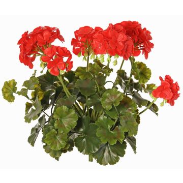 Dekorativní pelargonie MALINA na tyči, Crossdoor, červená, 40cm Dekorativní pelargonie MALINA na tyči, Crossdoor, červená, 40cm