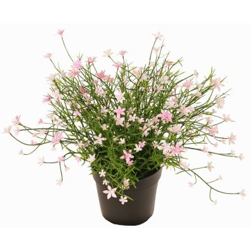 Dekorativní květina GISINDA v ozdobném květináči, růžová, 25cm Dekorativní květina GISINDA v ozdobném květináči, růžová, 25cm