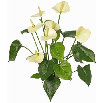 Dekorativní květina Anthurium NAKITA na tyči, krémová, 50cm Dekorativní květina Anthurium NAKITA na tyči, krémová, 50cm