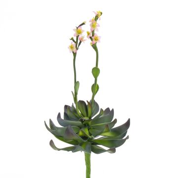 Umělý sukulent aeonium CHARLIZE s květy, se zápichem, růžová, 30cm Umělý sukulent aeonium CHARLIZE s květy, se zápichem, růžová, 30cm
