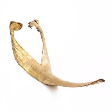 Přírodní dekorace kokosový list FAYOLA, zlatý, 130cm Přírodní dekorace kokosový list FAYOLA, zlatý, 130cm