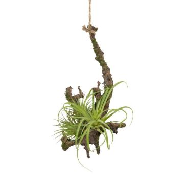 Dekorativní aranžmá tillandsia stricta SNARFY na větvi, závěsné, zelené, 15x16cm