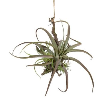 Dekorativní aranžmá tillandsia stricta SNARFY na větvi, závěsné, zelené, 21x27cm
