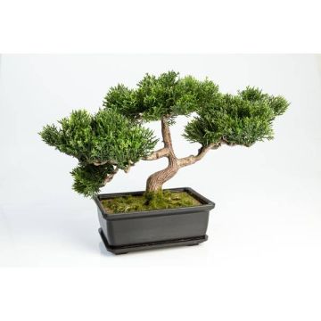 Umělý strom bonsai cedr ALESSA, s kořeny, v květinové míse, 23cm Umělý strom bonsai cedr ALESSA, s kořeny, v květinové míse, 23cm