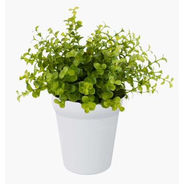 Umělý eukalyptus JOSHUA v keramickém květináči, zelená, 20cm, Ø17cm