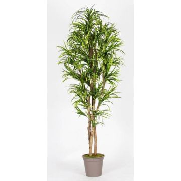 DRAČENA MARGINÁTOVÁ KIMANORA, přírodní stonky, zelenožlutá, 200cm - Vyrobeno v Itálii DRAČENA MARGINÁTOVÁ KIMANORA, přírodní stonky, zelenožlutá, 200cm - Vyrobeno v Itálii