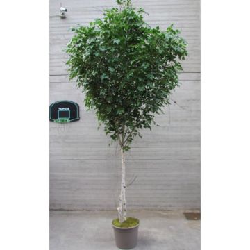 Dekorativní stříbrná bříza HUBERTINE, přírodní kmeny, zelená, 350 cm - vyrobeno v Itálii