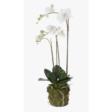 Umělá orchidej phalaenopsis PABLA, v mechu, bílá, 70cm