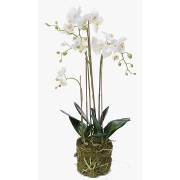 Umělá orchidej phalaenopsis kvarteto PABLA, v mechu, bílá, 80cm