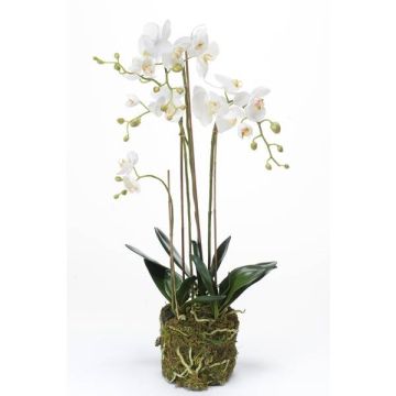 Umělá orchidej phalaenopsis kvarteto PABLA, v mechu, bílá, 80cm Umělá orchidej phalaenopsis kvarteto PABLA, v mechu, bílá, 80cm