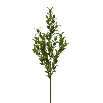 Dekorativní větvička řeznického koštěte SNERLO, zelená, 70cm Dekorativní větvička řeznického koštěte SNERLO, zelená, 70cm