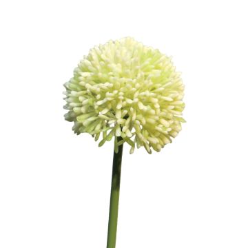 Umělá květina allium BAILIN, krémově zelená, 40cm Umělá květina allium BAILIN, krémově zelená, 40cm