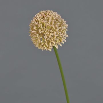 Umělá květina allium BAILIN, růžovo-krémová, 40cm Umělá květina allium BAILIN, růžovo-krémová, 40cm