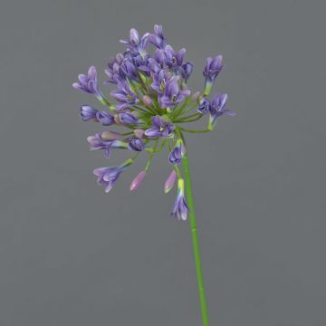 Umělá květina agapanthus ASONG, fialovomodrá, 75cm Umělá květina agapanthus ASONG, fialovomodrá, 75cm