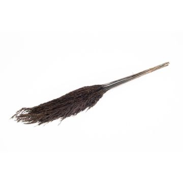 Sušený svazek rákosu DONJETA, černý, 70-80cm, Ø15cm Sušený svazek rákosu DONJETA, černý, 70-80cm, Ø15cm