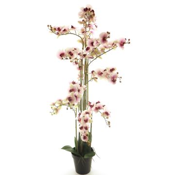 Umělá květina orchideje phalaenopsis CHENXU, růžovo-krémová, 140cm