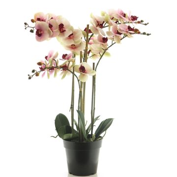 Umělá květina orchideje phalaenopsis CHENXU, růžovo-krémová, 60cm