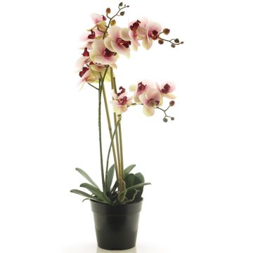 Umělá květina orchideje phalaenopsis CHENXU, růžovo-krémová, 55cm