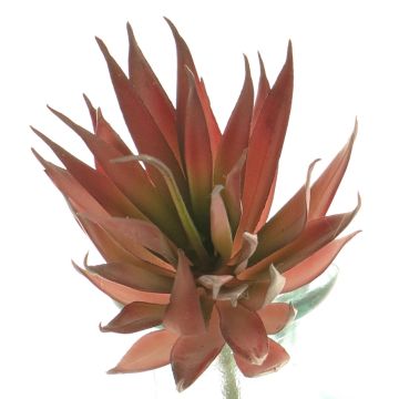 Dekorativní sukulent Agave decipiens DEYUNA na zápichu, červená, 18cm