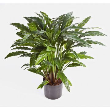 Umělá rostlina calathea rufibarba BAHATI, řídka, zelená, 85cm Umělá rostlina calathea rufibarba BAHATI, řídka, zelená, 85cm