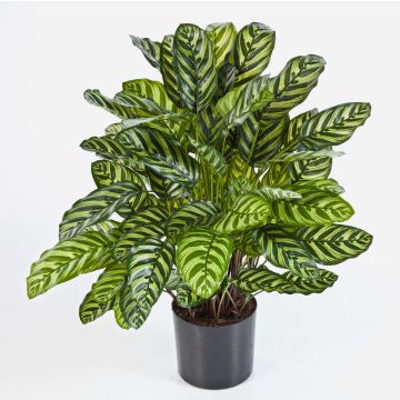 Umělá rostlina calathea makoyana BADU, hustá, zeleno-žlutá, 80cm Umělá rostlina calathea makoyana BADU, hustá, zeleno-žlutá, 80cm