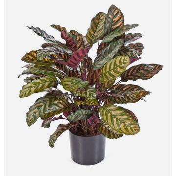 Umělá calathea makoyana BIJAN, hustá, zeleno-červená, 80cm