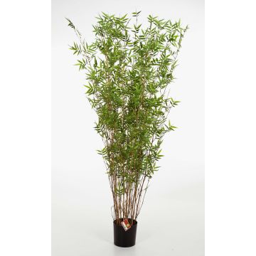 Umělý bambus - fargesia murieliae DAYA, přírodní kmeny, 190cm