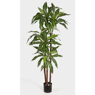 Umělý strom dračinec fragrans LAURA, skutečné kmeny, zeleno-bíla, 120cm Umělý strom dračinec fragrans LAURA, skutečné kmeny, zeleno-bíla, 120cm