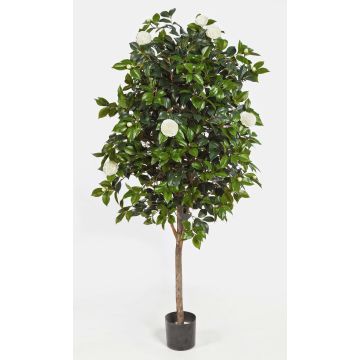 Umělý stromeček camellia japonica RIKA, skutečný kmen, květy, bílá, 170cm Umělý stromeček camellia japonica RIKA, skutečný kmen, květy, bílá, 170cm
