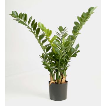 Umělá zamioculcas zamiifolia AKONO, 100cm Umělá zamioculcas zamiifolia AKONO, 100cm