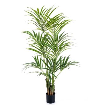 Umělá palma kencie OMAYRA, 200cm Umělá palma kencie OMAYRA, 200cm