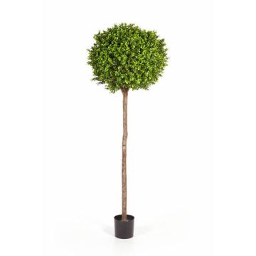 Umělý buxus TOM, skutečný kmen, 170cm, Ø65cm Umělý buxus TOM, skutečný kmen, 170cm, Ø65cm