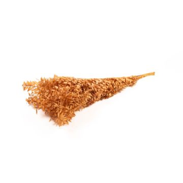 Sušené větve ruscus AGNIATA, terakotová, 70-75cm, Ø17cm