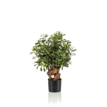 Art Ficus Retusa CUMBIA, přírodní kmen, v keramickém květináči, zelený, 70cm