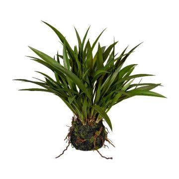 Dekorativní tráva čínský rákos SIMVO, zemní koule, kořeny, zelená, 35cm