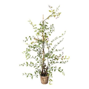 Umělá rostlina Mühlenbeckia MURAHIN, cementový květináč, zelená, 100cm Umělá rostlina Mühlenbeckia MURAHIN, cementový květináč, zelená, 100cm