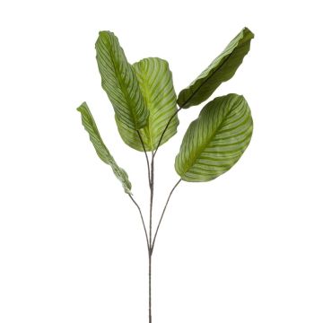 Umělá větev Calathea orbifolia KLINTO, zelenošedá, 115cm Umělá větev Calathea orbifolia KLINTO, zelenošedá, 115cm