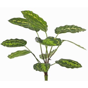 Umělá rostlina Calathea roseopicta WENFYN, plug-in tyč, zelená, 55cm Umělá rostlina Calathea roseopicta WENFYN, plug-in tyč, zelená, 55cm
