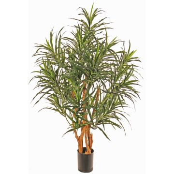 Umělý strom Dracaena reflexa anita SENFYN, přírodní stonky, zelená, 95cm Umělý strom Dracaena reflexa anita SENFYN, přírodní stonky, zelená, 95cm
