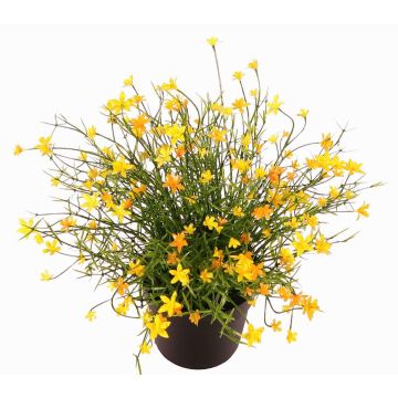 Dekorativní květina GISINDA v ozdobném květináči, žlutá, 25cm Dekorativní květina GISINDA v ozdobném květináči, žlutá, 25cm