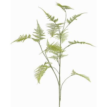 Dekorativní větvička Asparagus plumosus UHERA, zelená, 140cm Dekorativní větvička Asparagus plumosus UHERA, zelená, 140cm