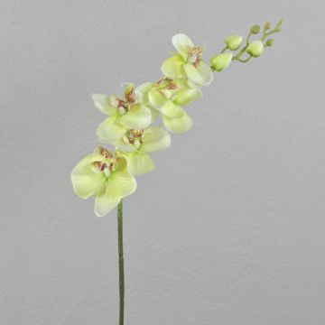 Phalaenopsis orchidej umělá větev AMARNE, krémově zelená, 90cm